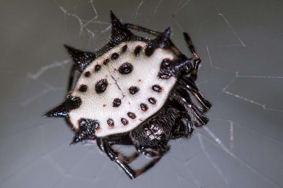 Houston Area Home To Unusual Beneficial Spider Houston Chronicle