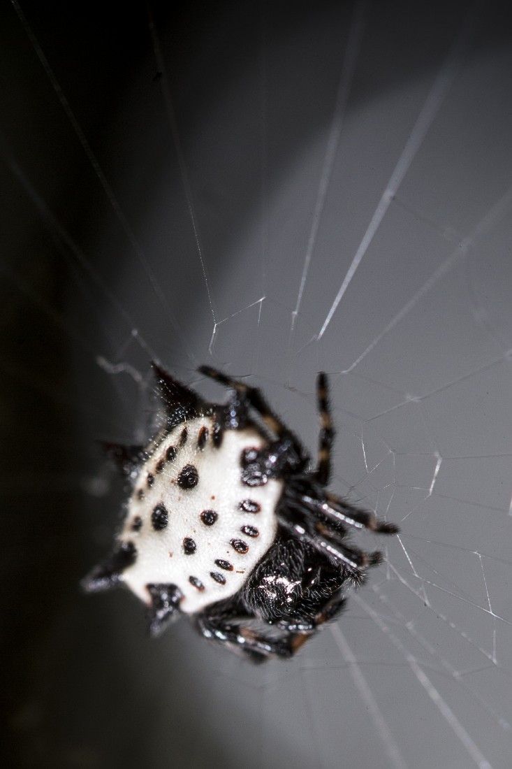 Houston area home to unusual beneficial spider
