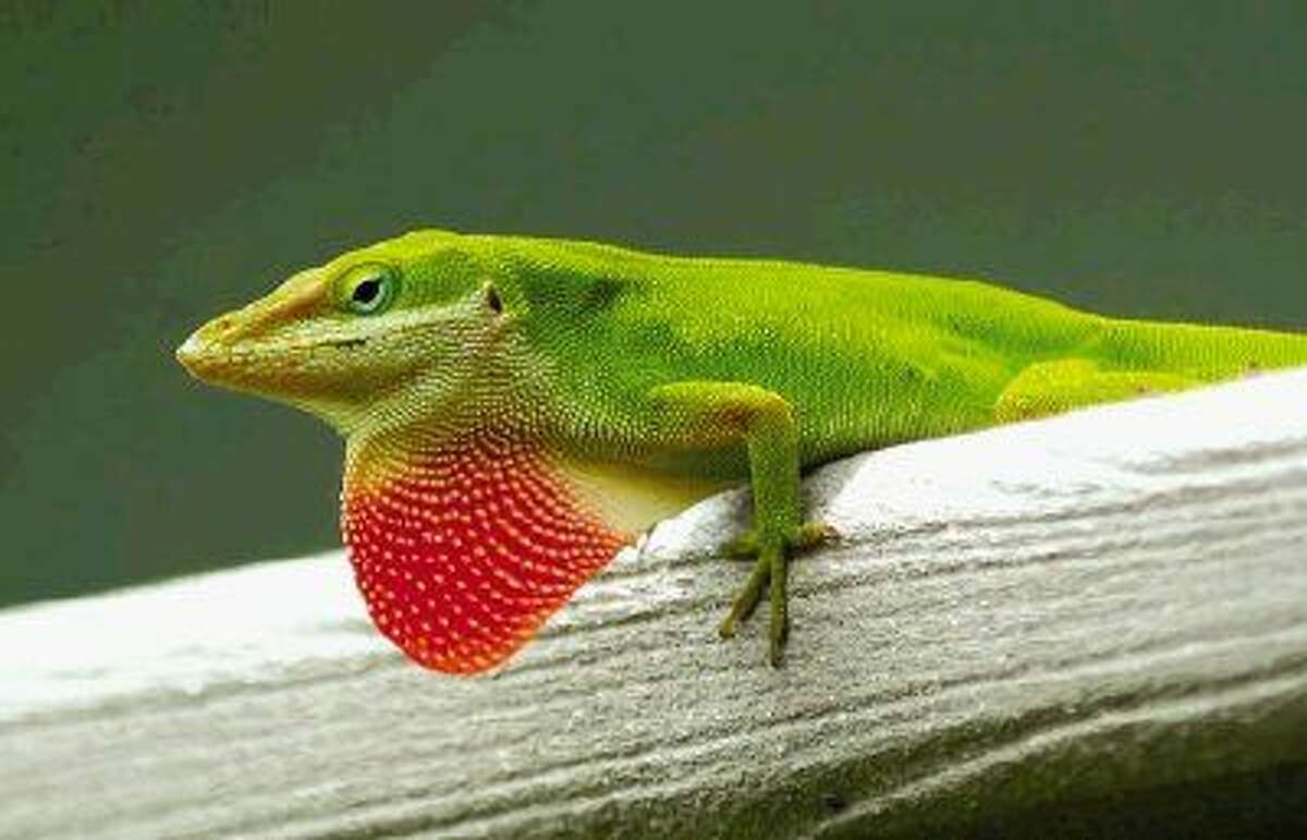 The Green Anole is a common resident of yards and woods in the Houston area.