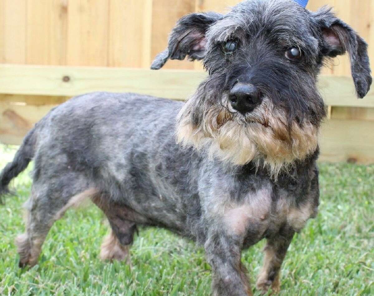 are schnauzers hyper