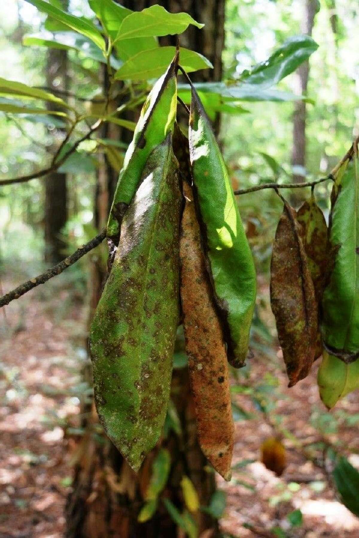 Black Twig Borer posing threat to East Texas trees