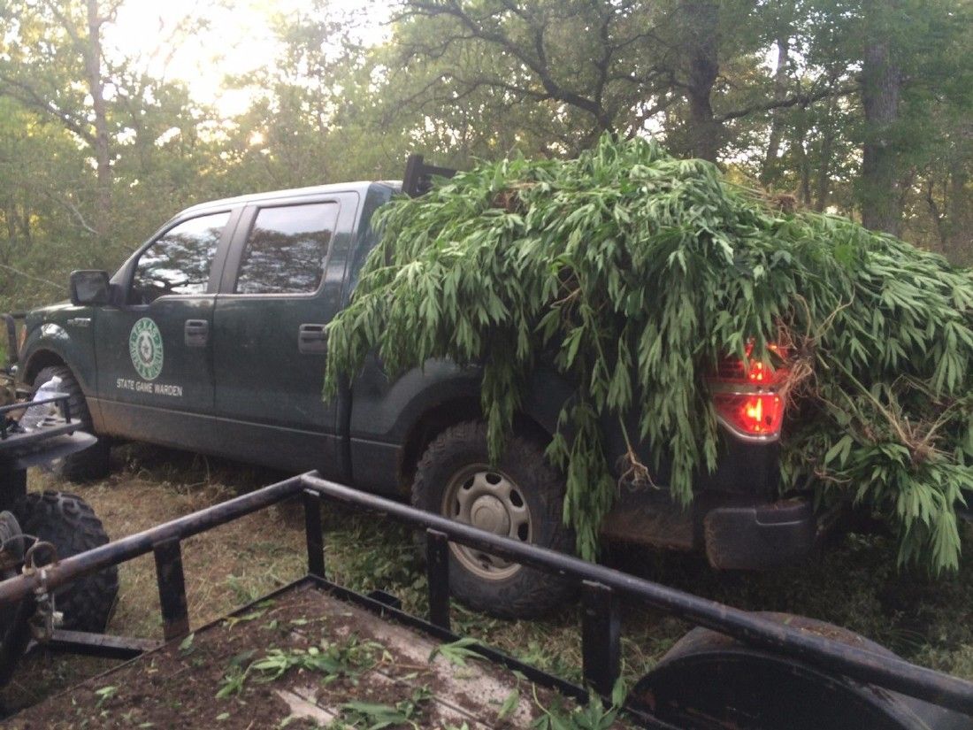 Game wardens working more marijuana cultivation cases