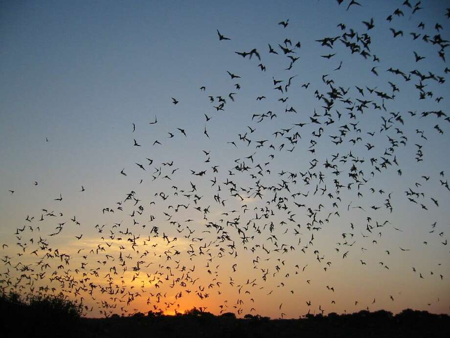 Watch Pearland Bat Colony Emerges For Nighttime Feeding Houston 