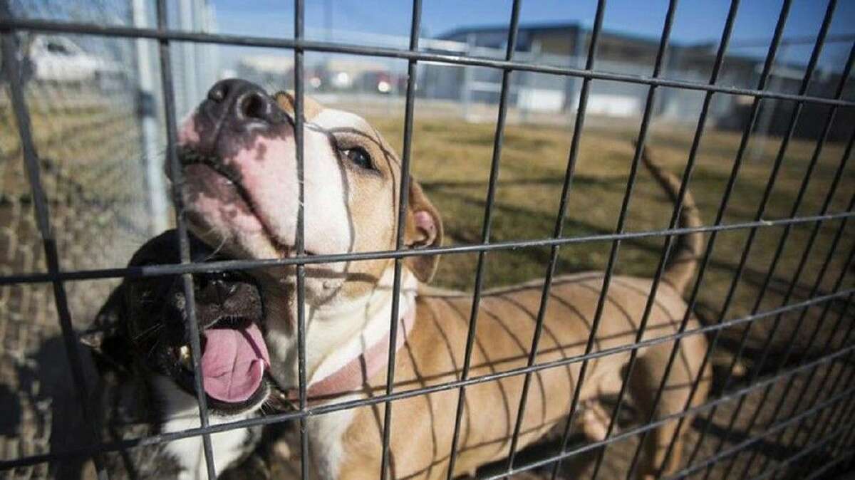 Humble Animal Shelter to host Adoption Day, low-cost vaccinations Aug. 22 Humble Animal Shelter to host Adoption Day, low-cost vaccinations Aug. 22