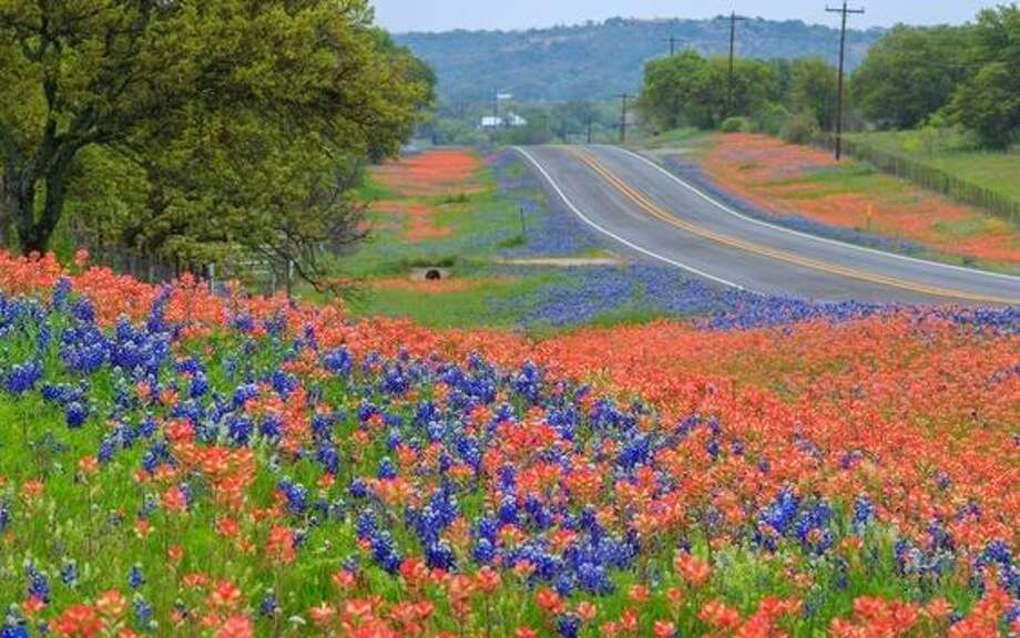 Wildflowers Blooming Now In Texas at Phillip Johnson blog