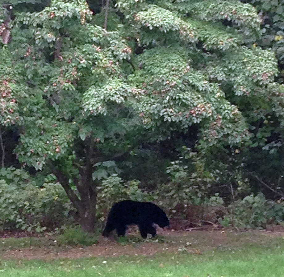Black bear spotted in Seymour Connecticut Post