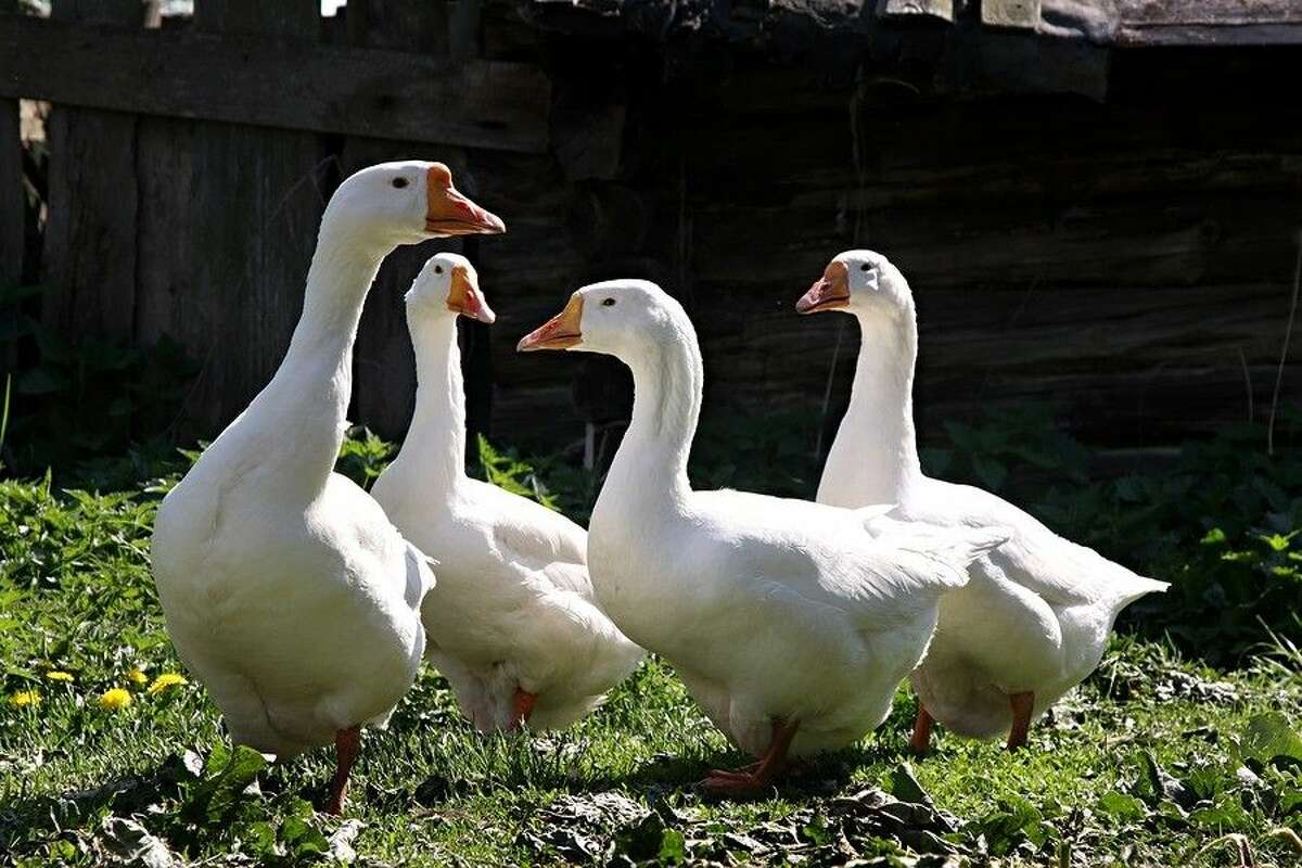 Tips given before selecting geese as pets