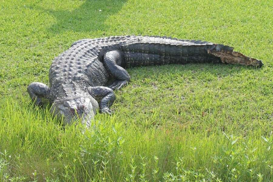 Residents of Galveston's West End spot alligator, coyotes in their