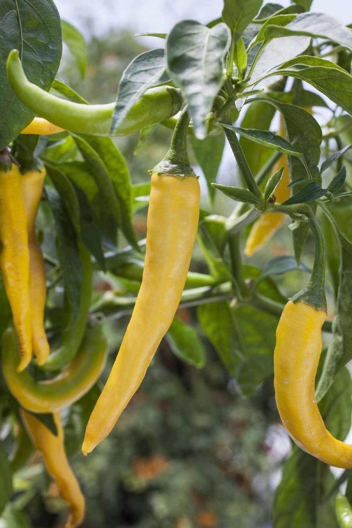 Golden cayenne peppers are hot with a Scoville heat level of 30,000 to 50,000.Photo credit: courtesy of Bonnie Plants