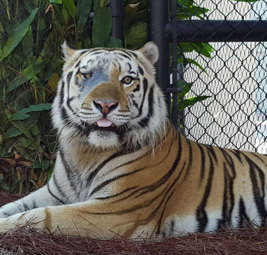 LSU's Mike The Tiger Dies After Cancer Battle - Houston Chronicle