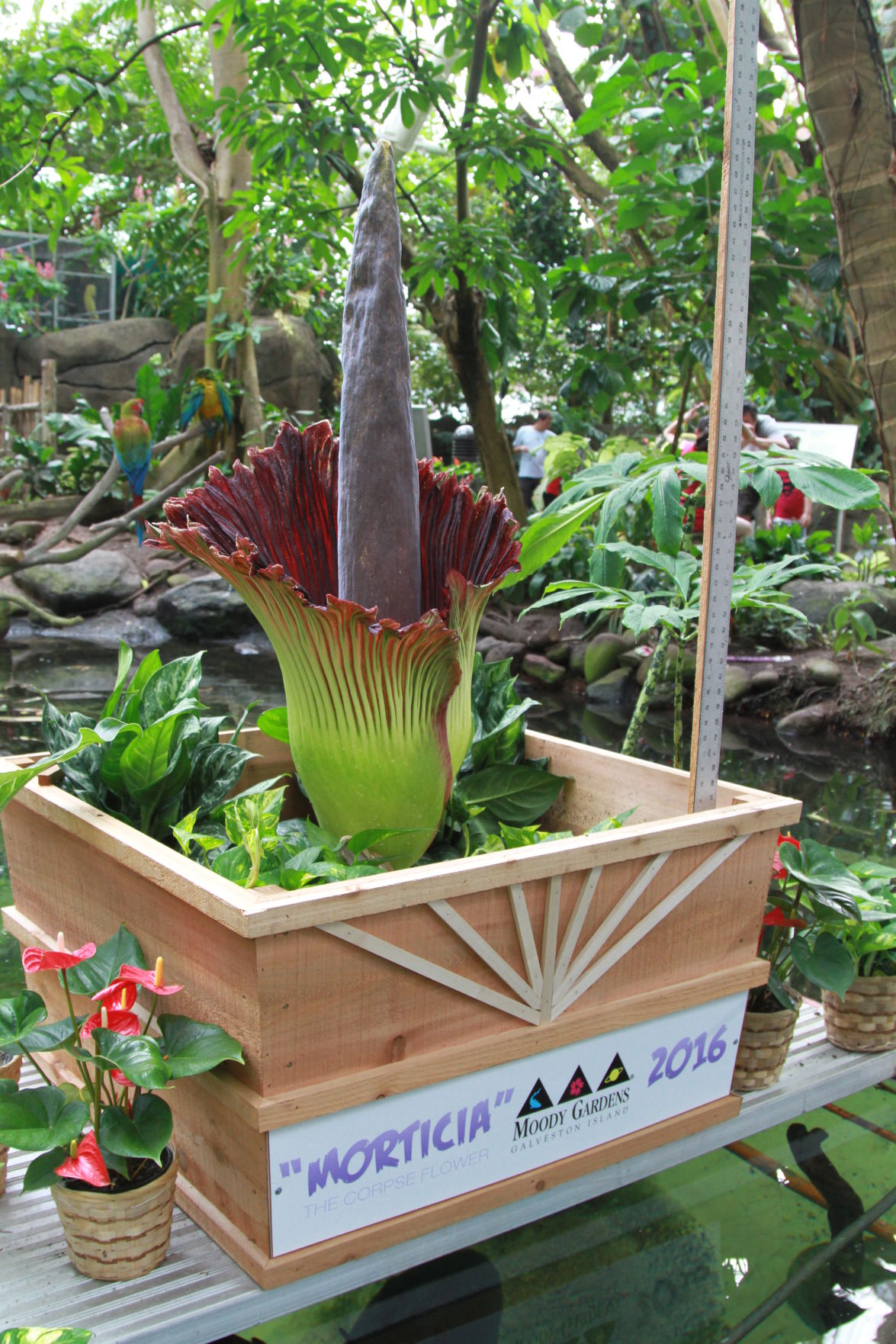 world-s-largest-flowering-plant-finally-opens-to-deliver-stench-at