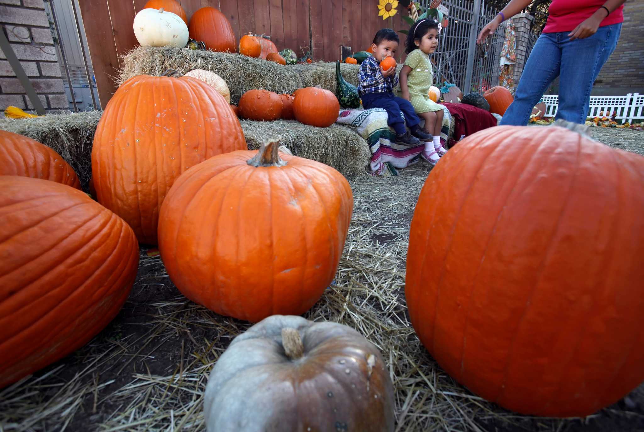 Here's where to find pumpkin patches in San Antonio this fall