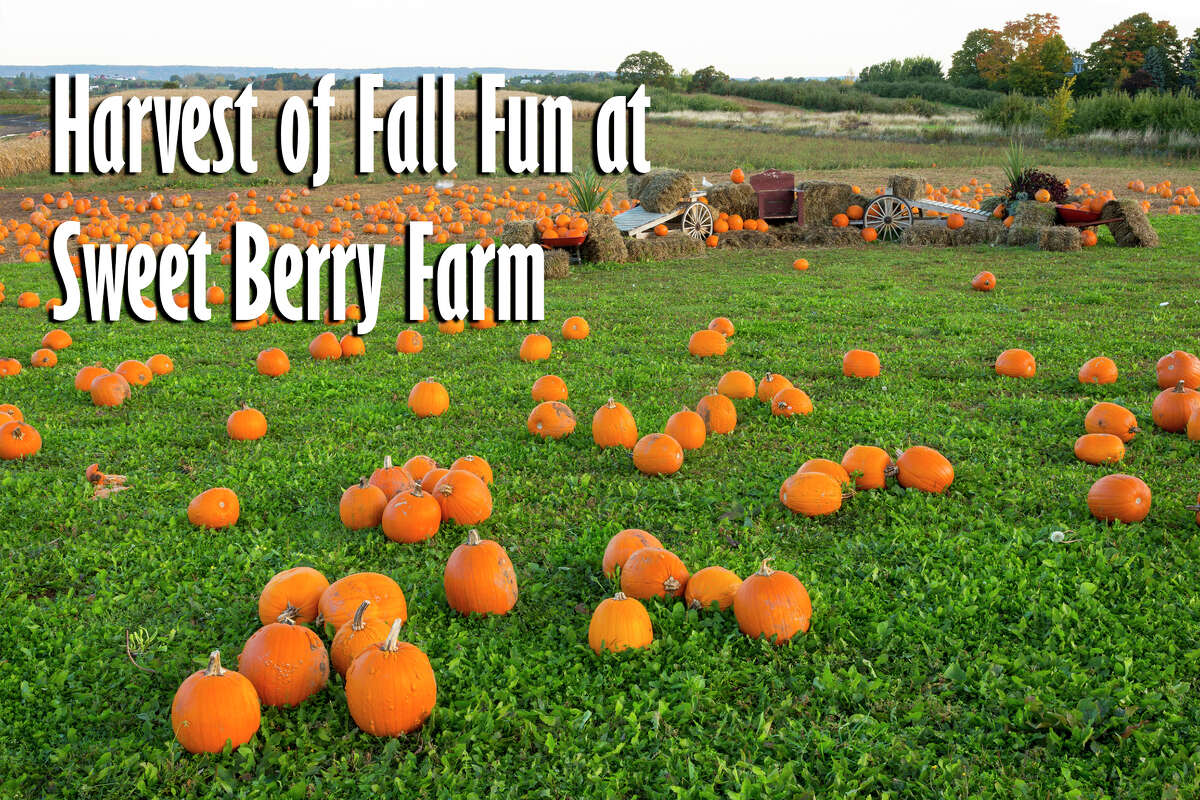 Here are pumpkin patches to visit around San Antonio 2018. Harvest of Fall Fun at Sweet Berry Farm Pumpkin Patch: 1801 FM 1980, Marble Falls, Texas 78654 Opens Sept. 22, 2018.