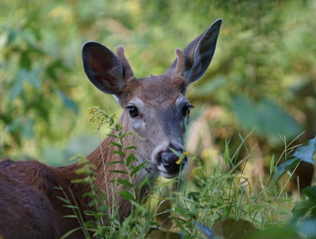 interesting facts about deer