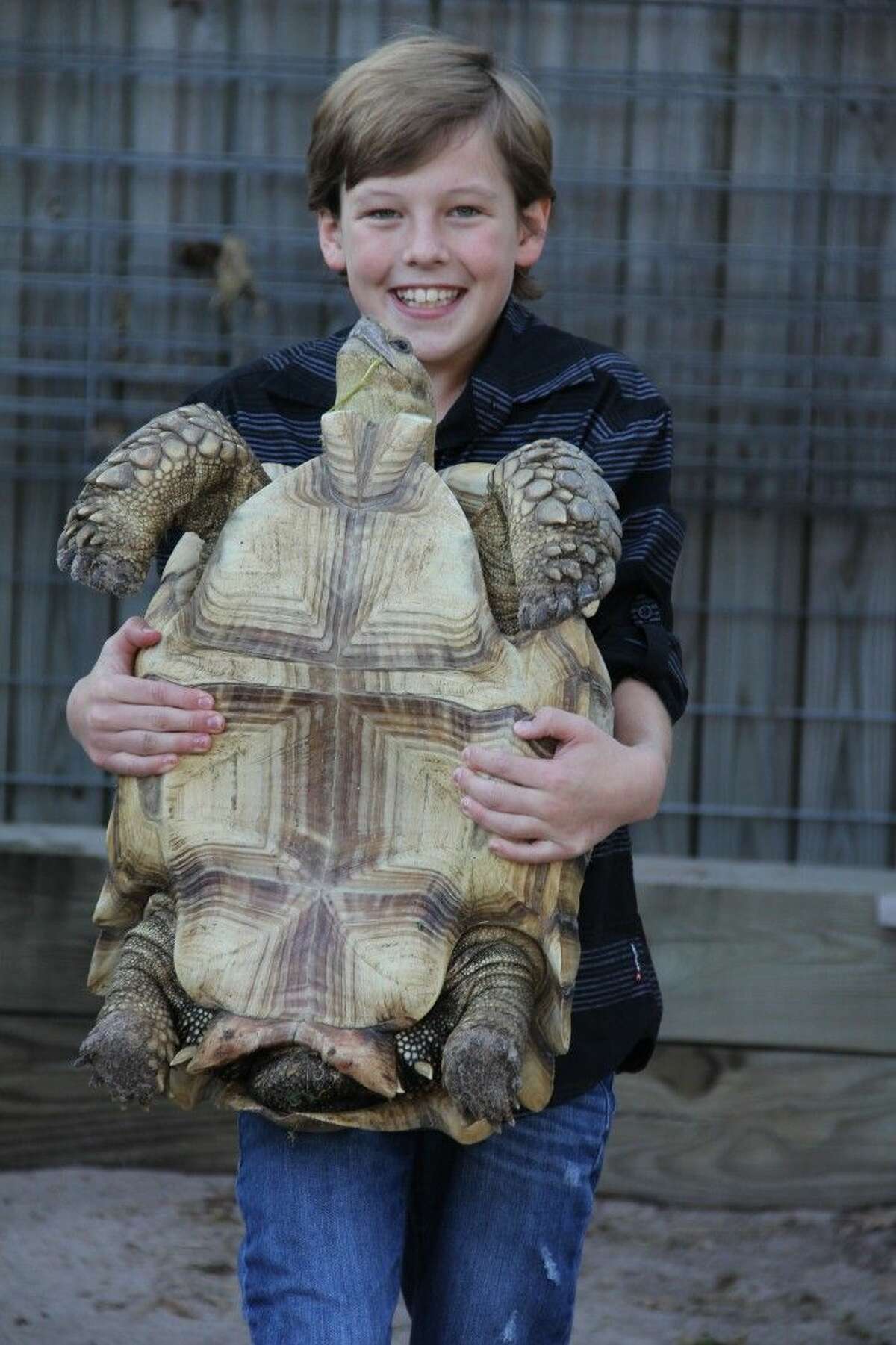 Travis Flatt holds up his 60-pound pet sulcata tortoise, Samson, at their home in Chateau Woods Wednesday, Oct. 22.