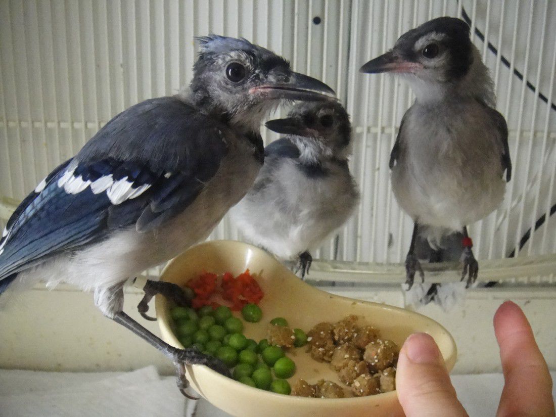 Blue Jays Aren T Blue Houston Chronicle