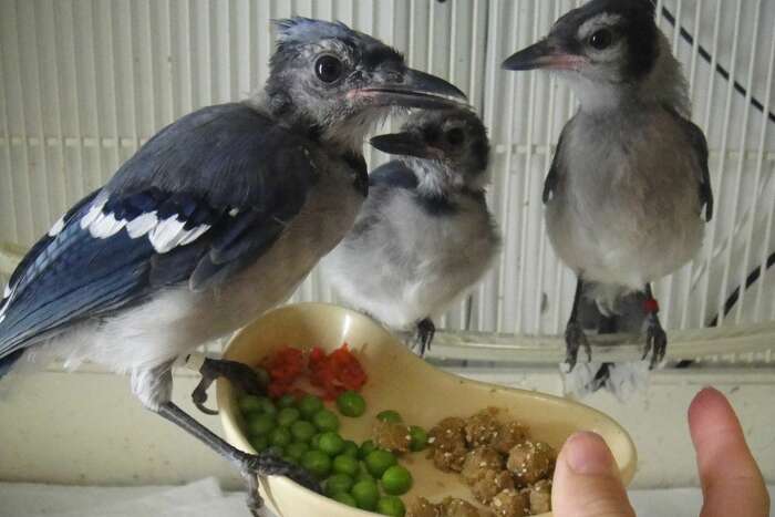 Your Turn: A blue jay isn't blue