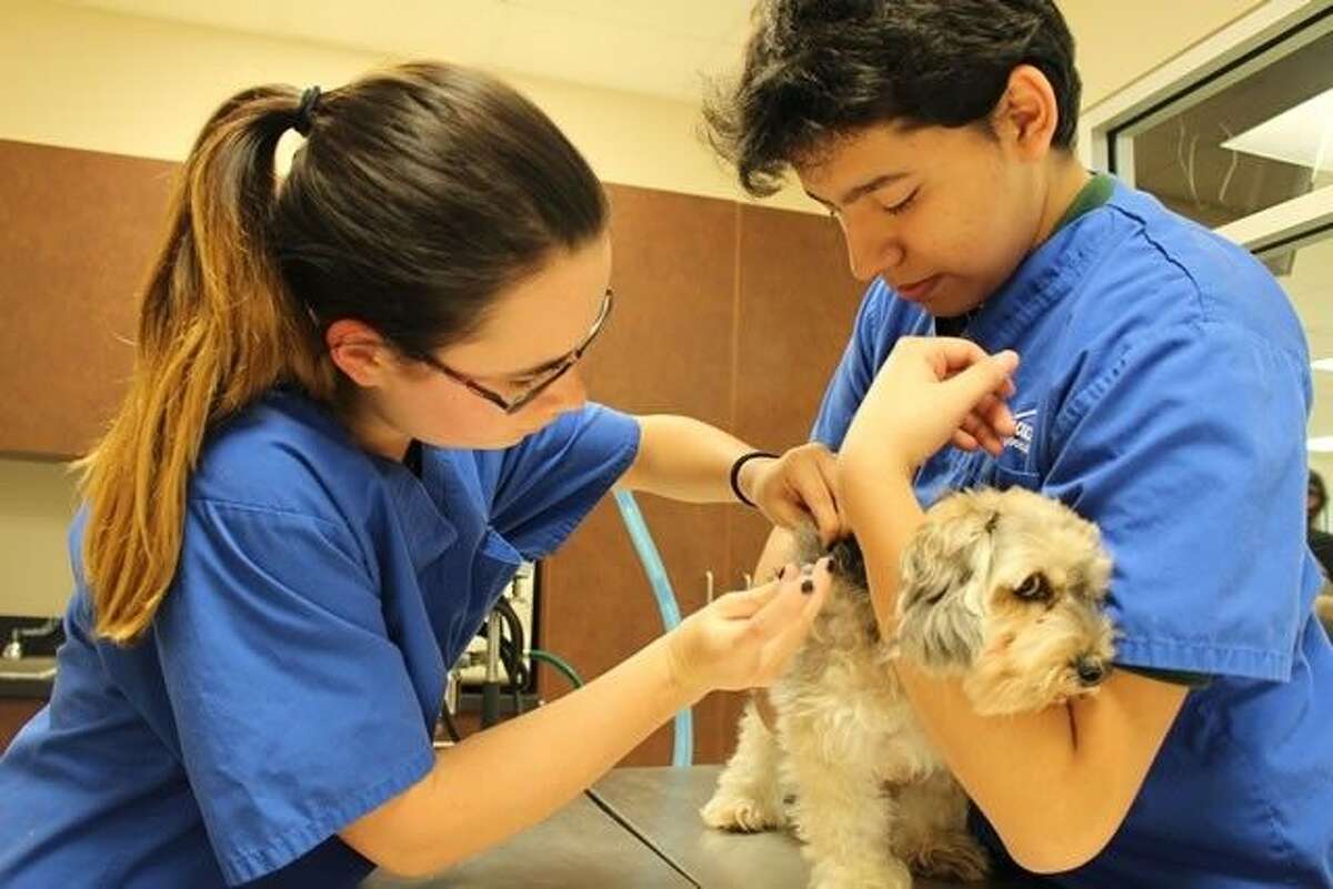 Wunsche Pet Clinic paves way for student success