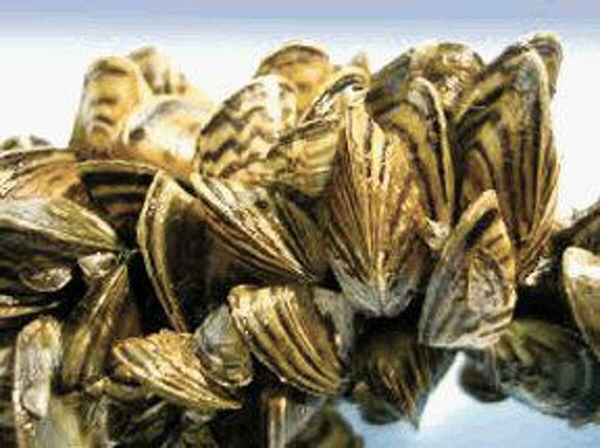 Three more Texas lakes affected by zebra mussels