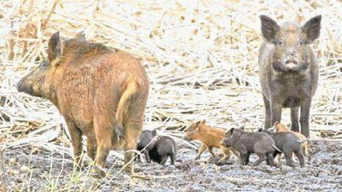 Texas Wild Hog Problem