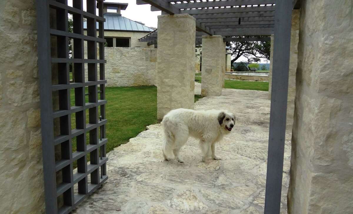 Baguette, one Ed and Joey Story's Great Pyrenees dogs (they all have French names) greets visitors who come to the house designed by Lake | Flato Architects atop a mesa near Center Point.