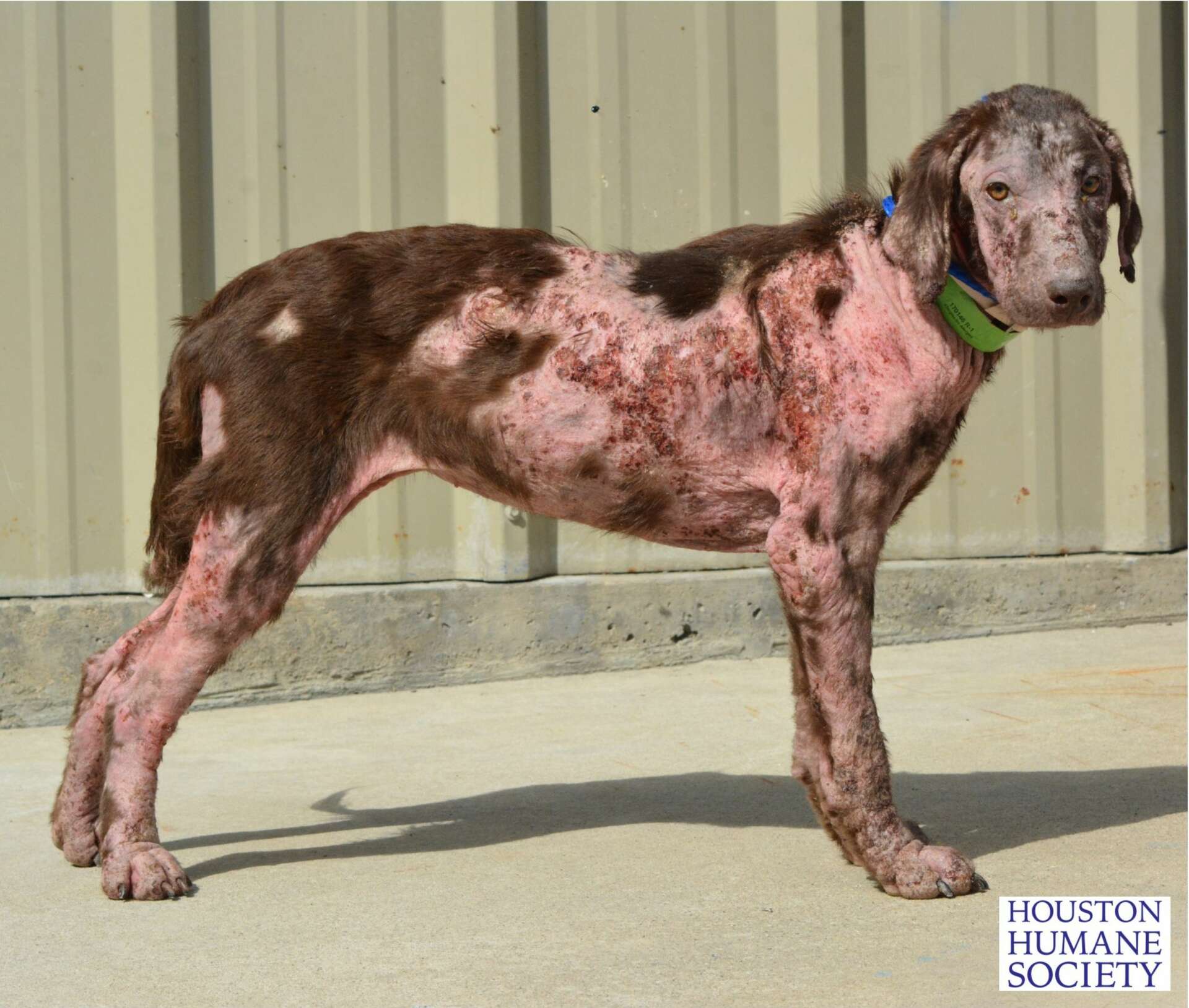 Humane Society treating 6 month old chocolate lab puppy found in abandoned east Houston home