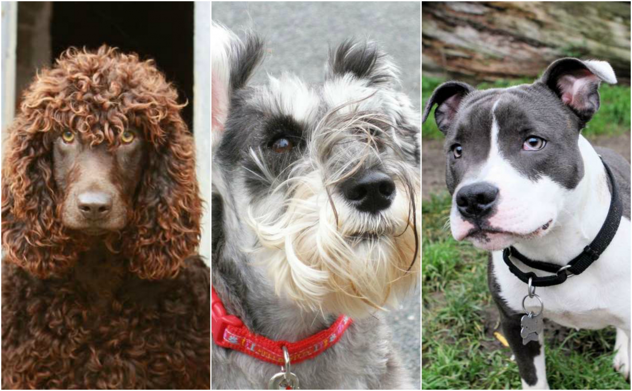 best dog breed to take to the office