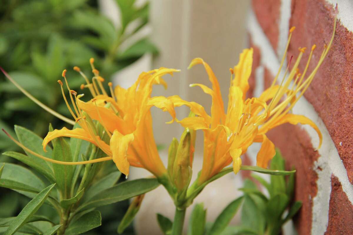 Bulb & Plant Mart is a fall tradition in Houston