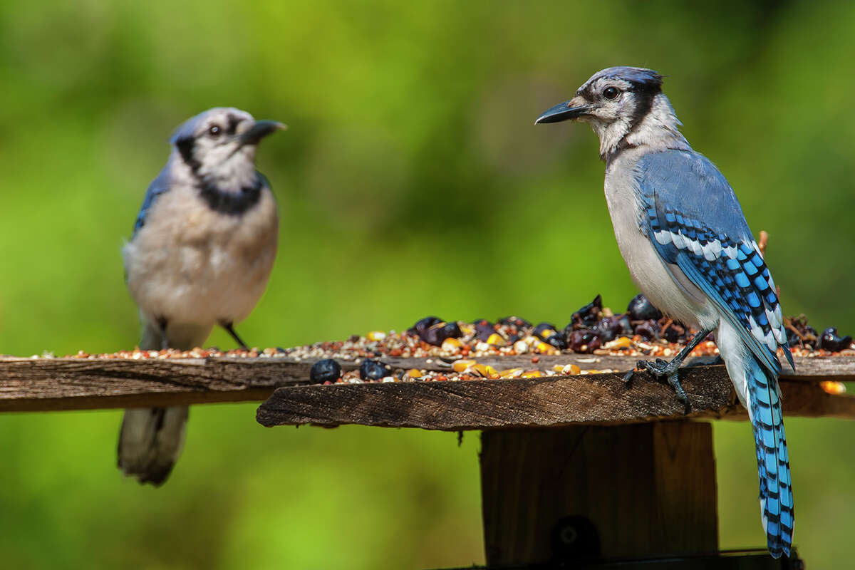 For the Birds: Blue jays and special memories