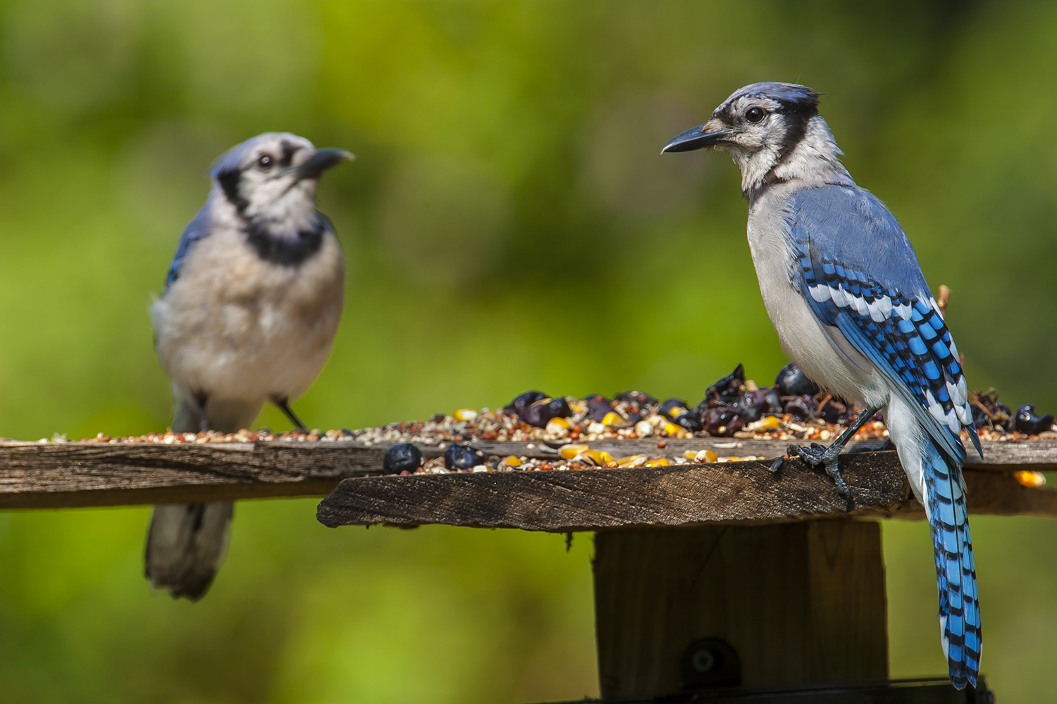 Notoriously Noisy, There's no mistaking when a Blue Jay i…