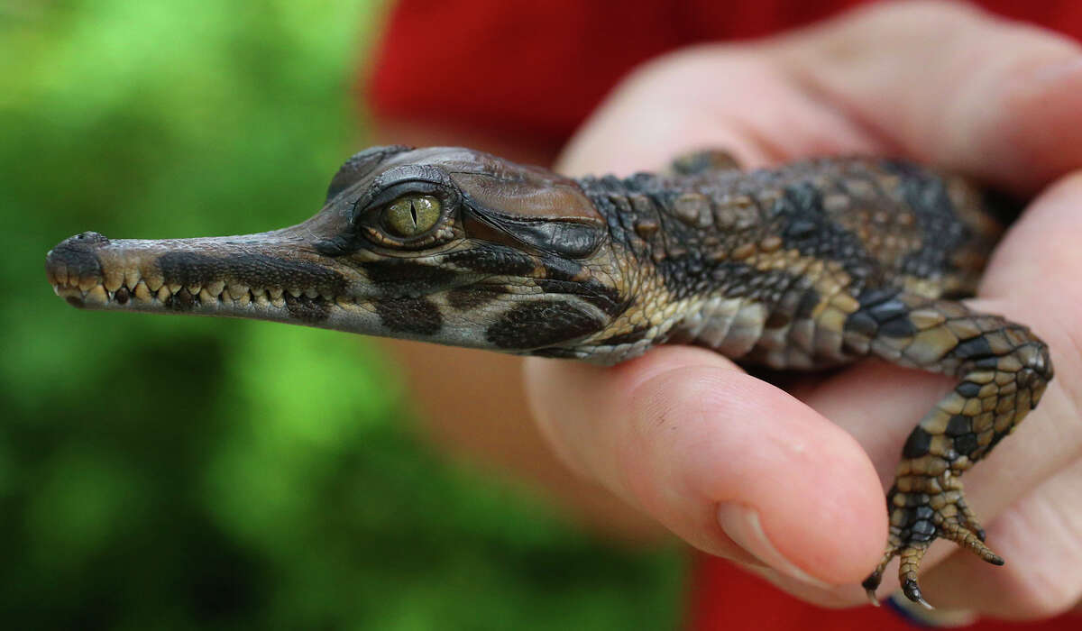 San Antonio Zoo welcomes 12 newborn crocodiles of a highly endangered  species