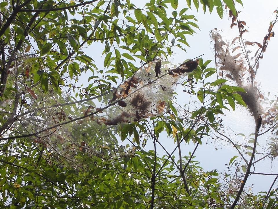 Specialists explain effects of webmaking insects on trees