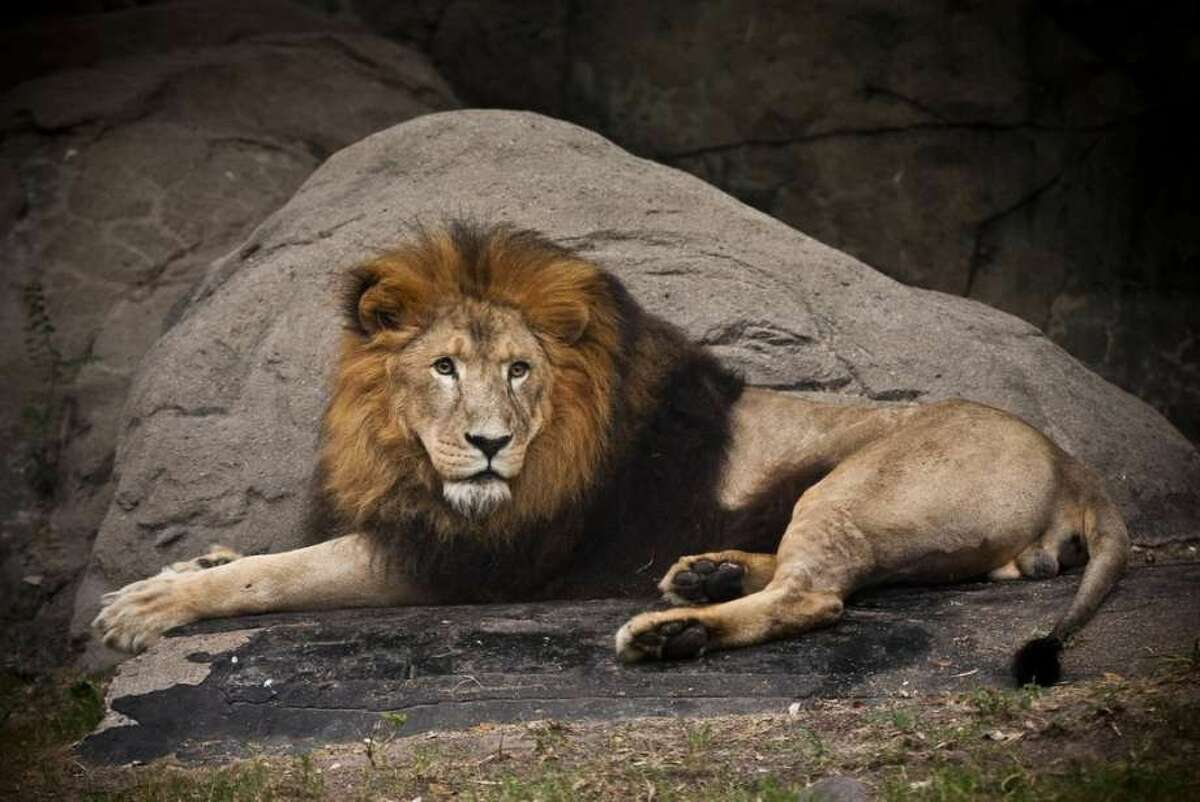 On Wednesday, Sept. 14, 2016, the Houston Zoo announced that Jonathan, the zoo's 18-year-old male lion, had died after medical staff discovered a severe blood clotting issue and a low white blood cell count. He arrived at the zoo in 2006 and was a hit with patrons.