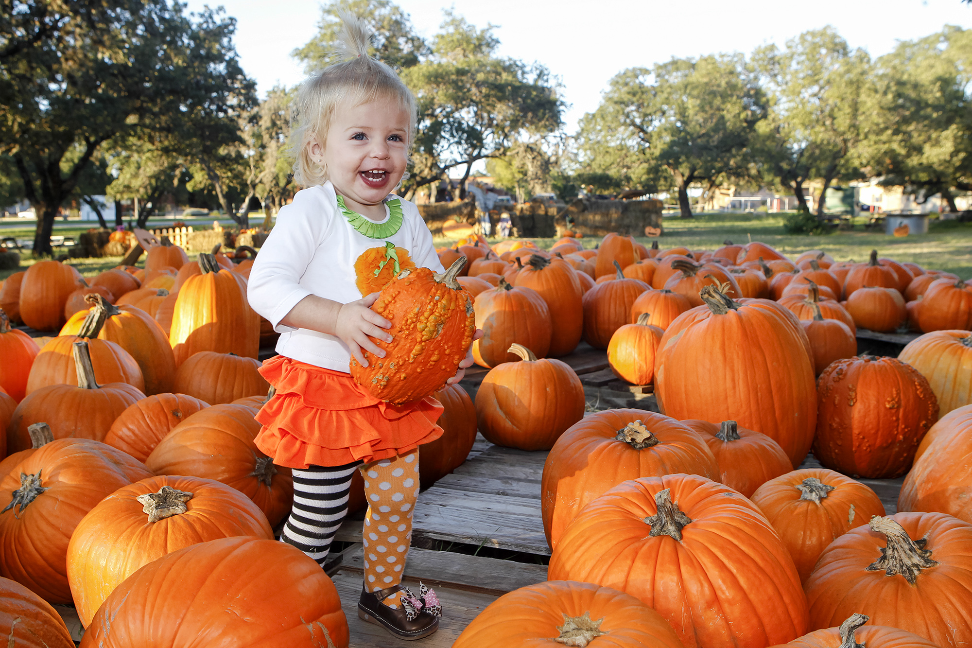 Pumpkin patch season has arrived. Here are 5 places you can visit in
