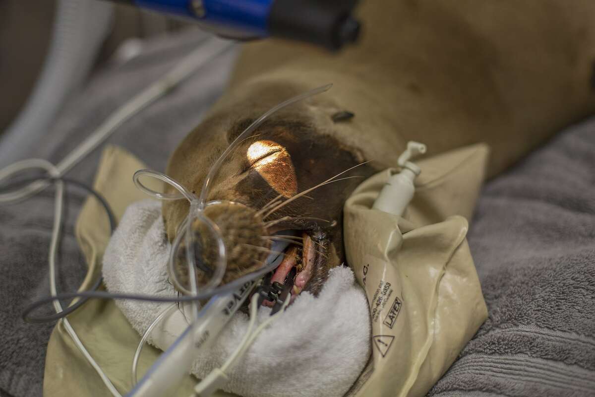 Injured sea lion 'good to go' after eye surgery in Fremont