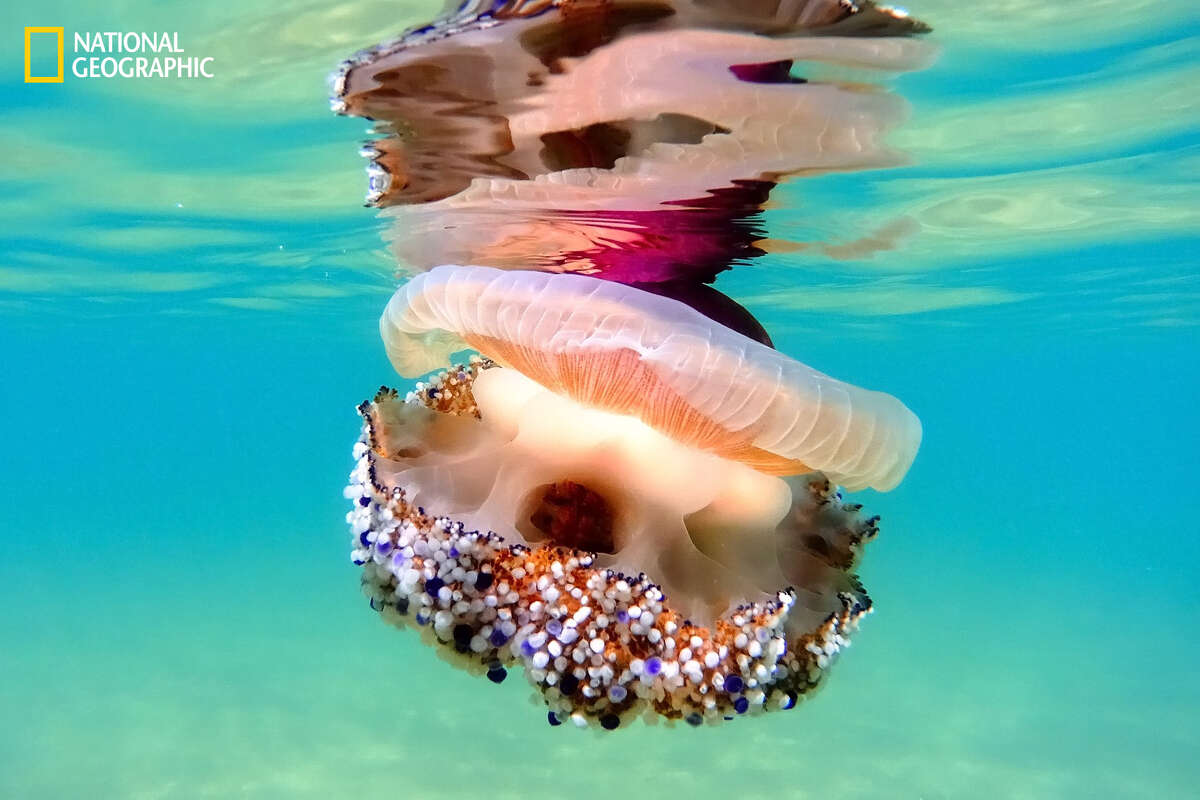 Cotylorhiza Tuberculata, aka Mediterranean Jelly or (more friendly...) Fried Egg Jelly, is pretty common throughout Mediterranean Sea. Its stings are totally harmless to humans yet its beauty is absolutely contagious ...