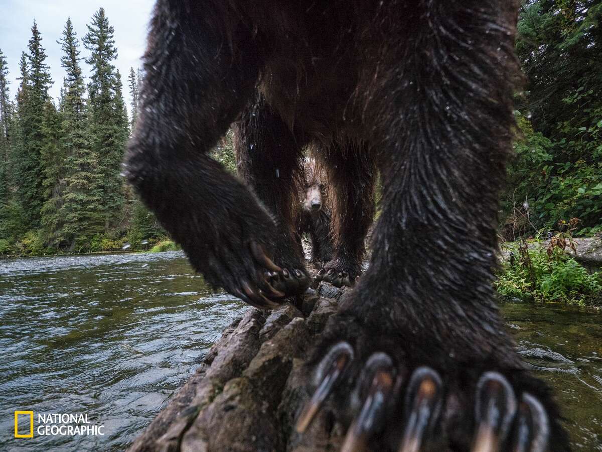 A grizzly bear sow and cub use a fallen log to fish for chinook salmon on a small creek in Yukon Canada. The long, sharp claws of grizzly bears are perfect for filleting salmon. Image taken by a remote camera trap.