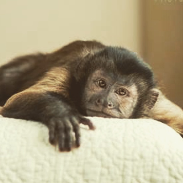 Man's pet monkey goes bananas for Astros