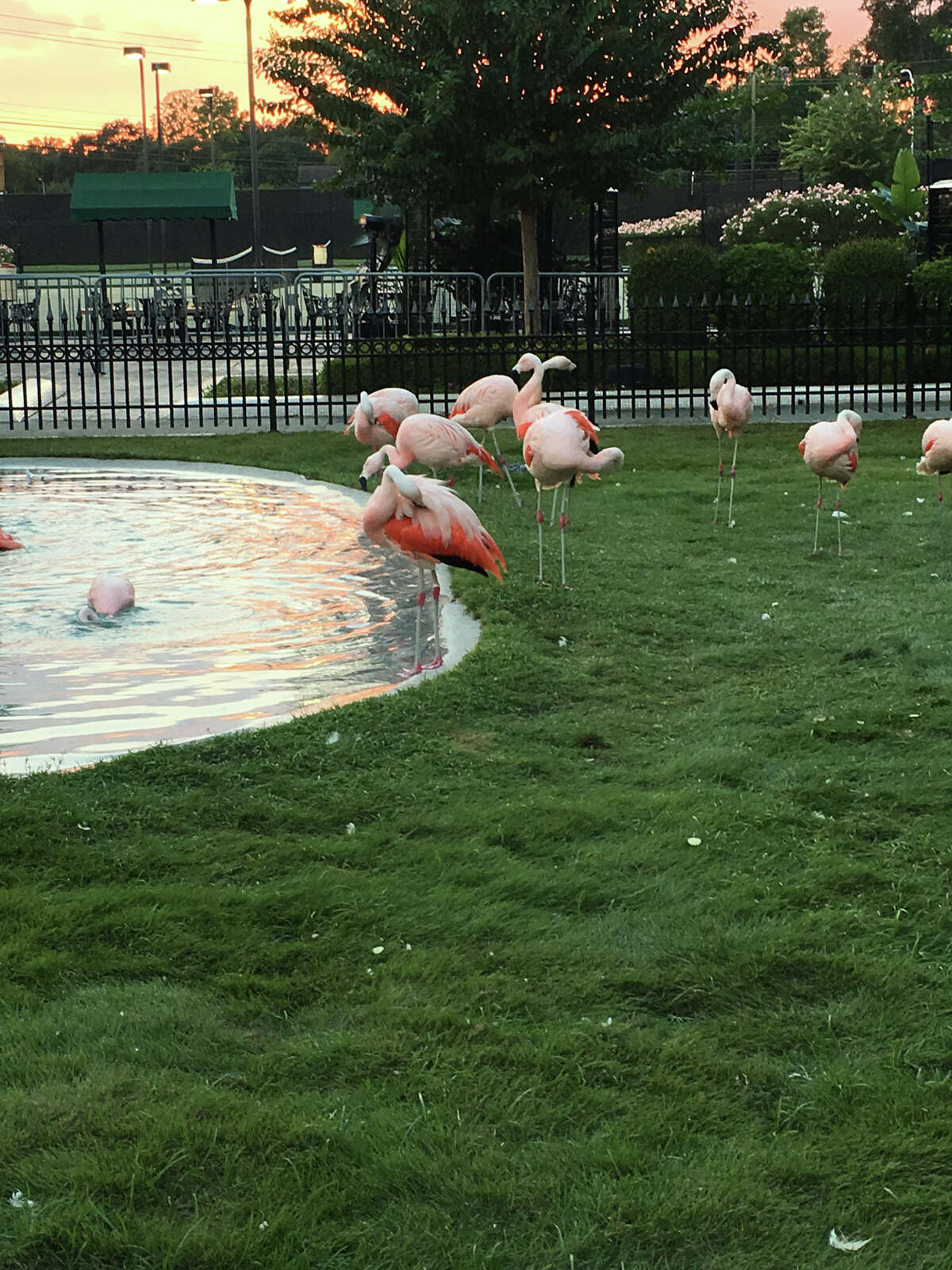 The flamingos at the Westside Tennis Court have been living there for a little over a month.  