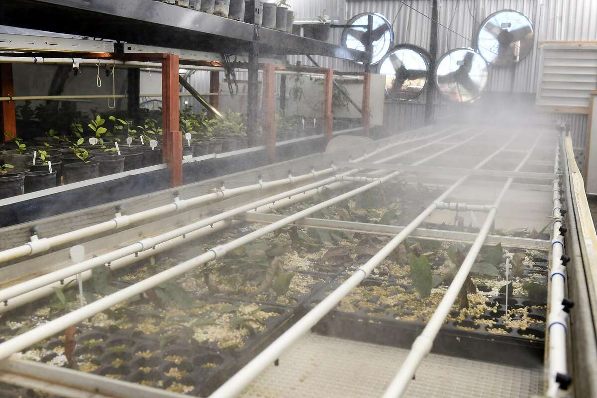 Tea seedlings are watered by misters in a greenhouse on the farm of Roy Fong, owner of Imperial Tea Court, in Esparto, CA Thursday, October 6, 2016.