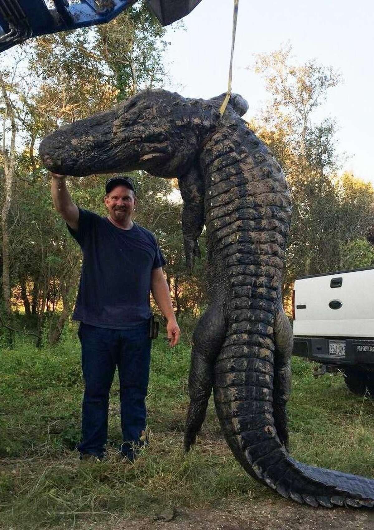 Lee Sanford stands beside the massive alligator he caught Monday afternoon in Day Lake south of Dayton. The gator measured 13 feet, 8.5 inches and weighed between 800 and 1,000 lbs.