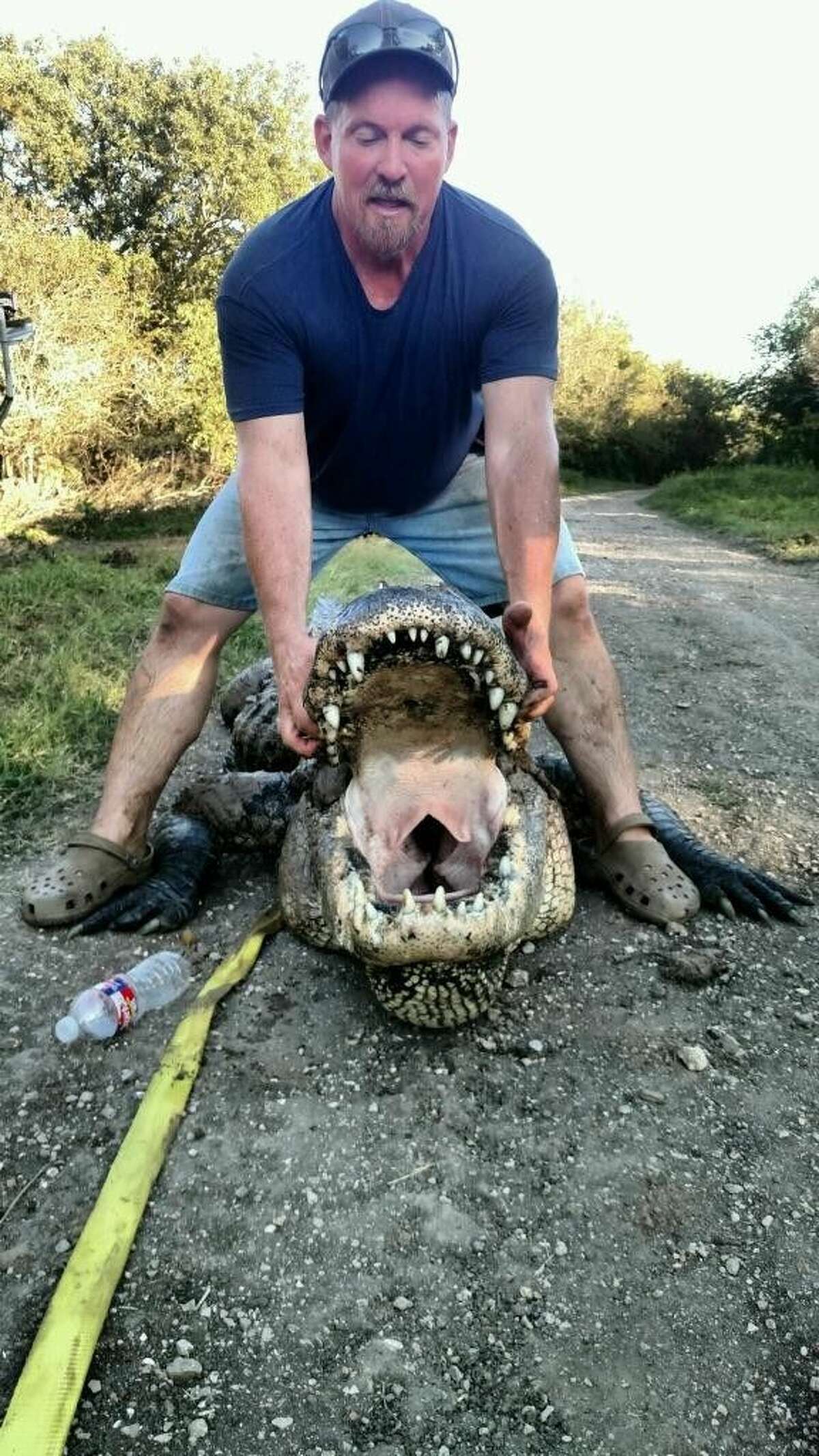 Lee Sanford holds open the mouth of an alligator he caught Monday afternoon in Day Lake south of Dayton. The gator measured 13 feet, 8.5 inches and weighed between 800 and 1,000 pounds.