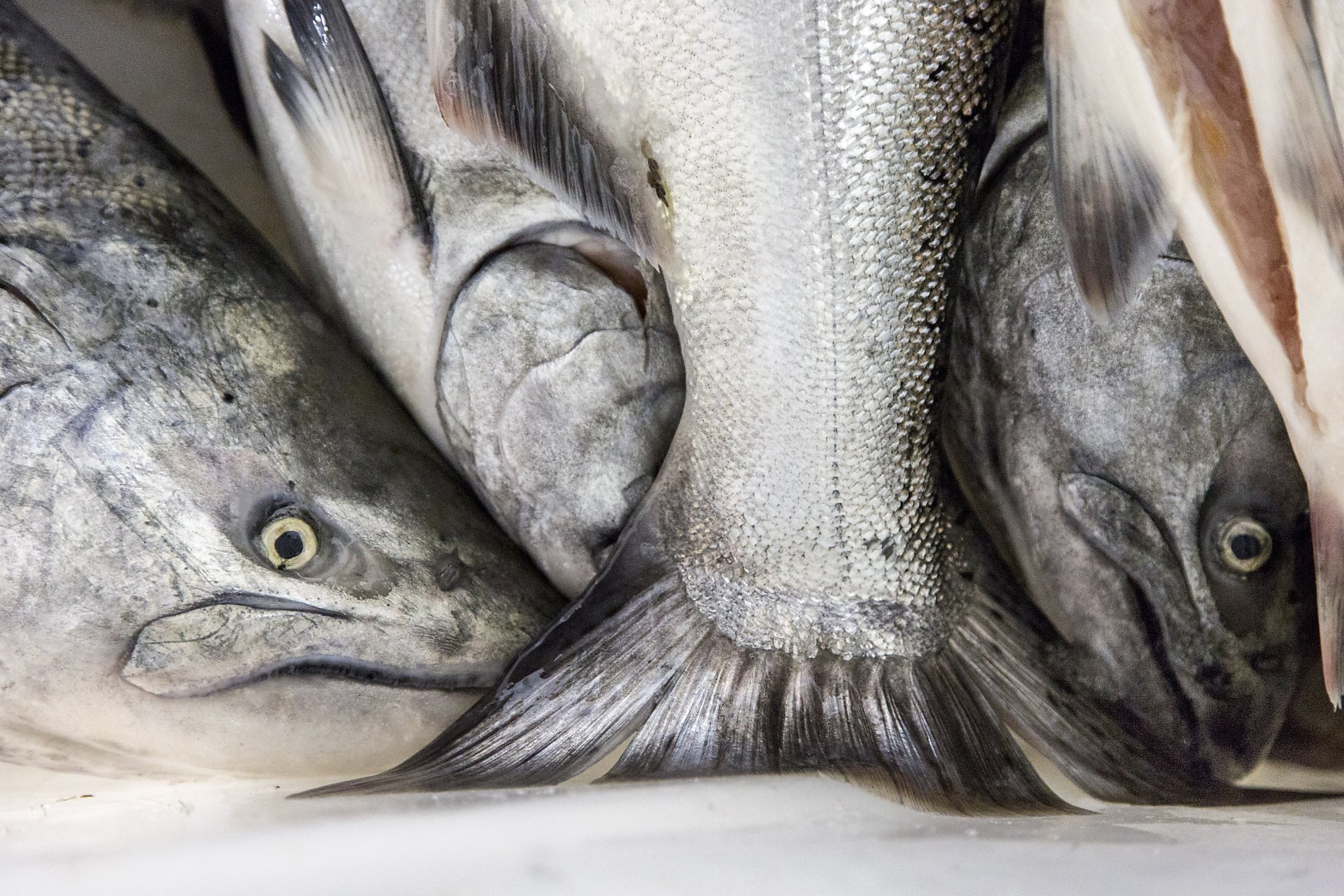 California’s spring salmon season may be limited