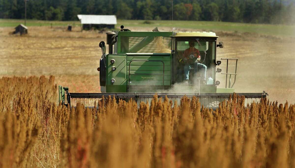Farmer Sam McCullough uses his combine to harvest quinoa near Sequim, Wash. Quinoa, a trendy South American grain, barely has a foothold in American agriculture, but a handful of farmers and university researchers are working toward changing that.