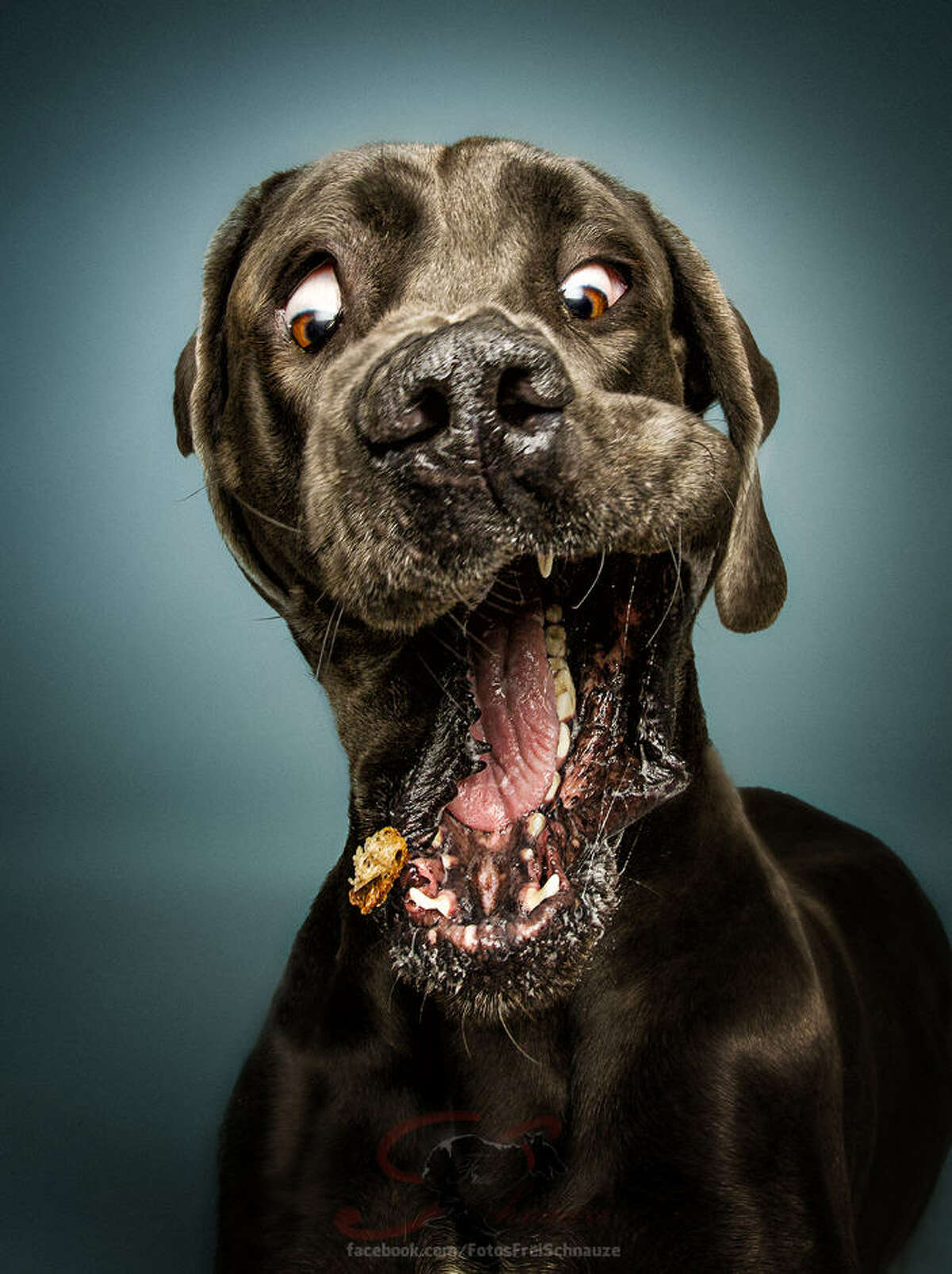 Photographer Christian Vieler captures dogs' reactions as they try to