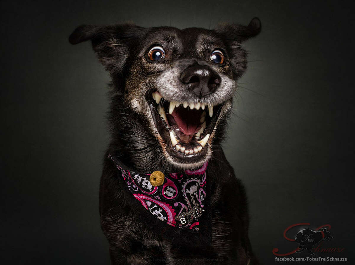 German photographer Christian Vieler captures hilarious photos of dogs' reactions - whether happy, sad or confused - while they try to catch treats in the air.