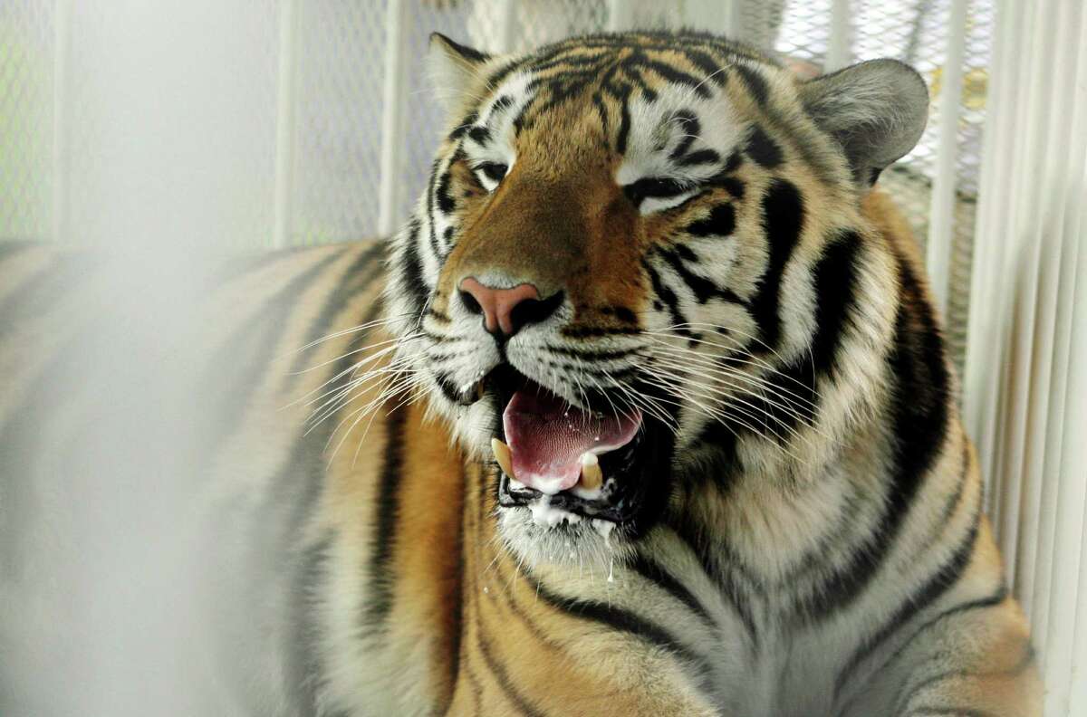 LSU's Mike the Tiger dies after cancer battle