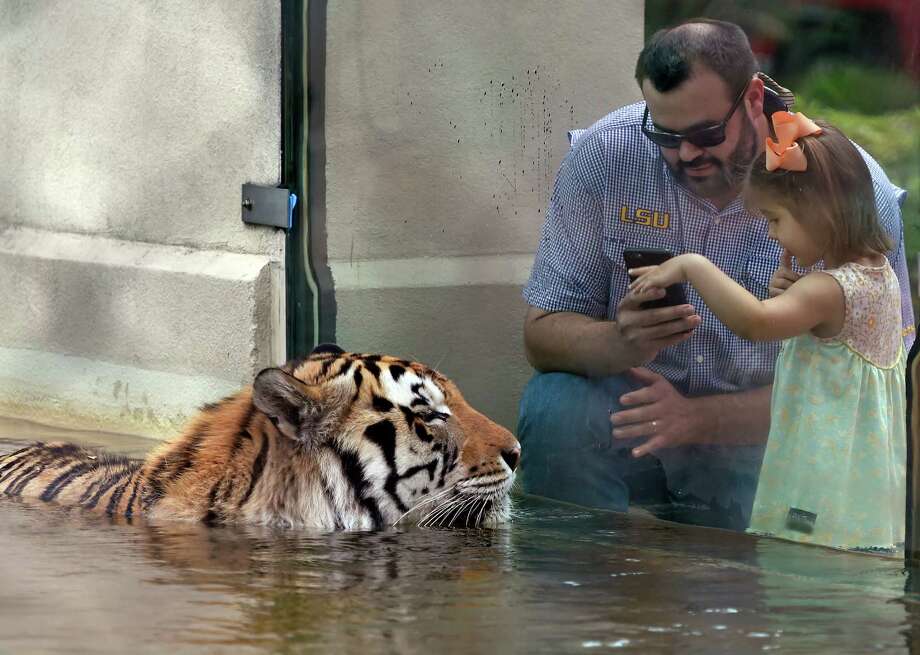 LSU's Mike the Tiger dies after cancer battle Houston Chronicle