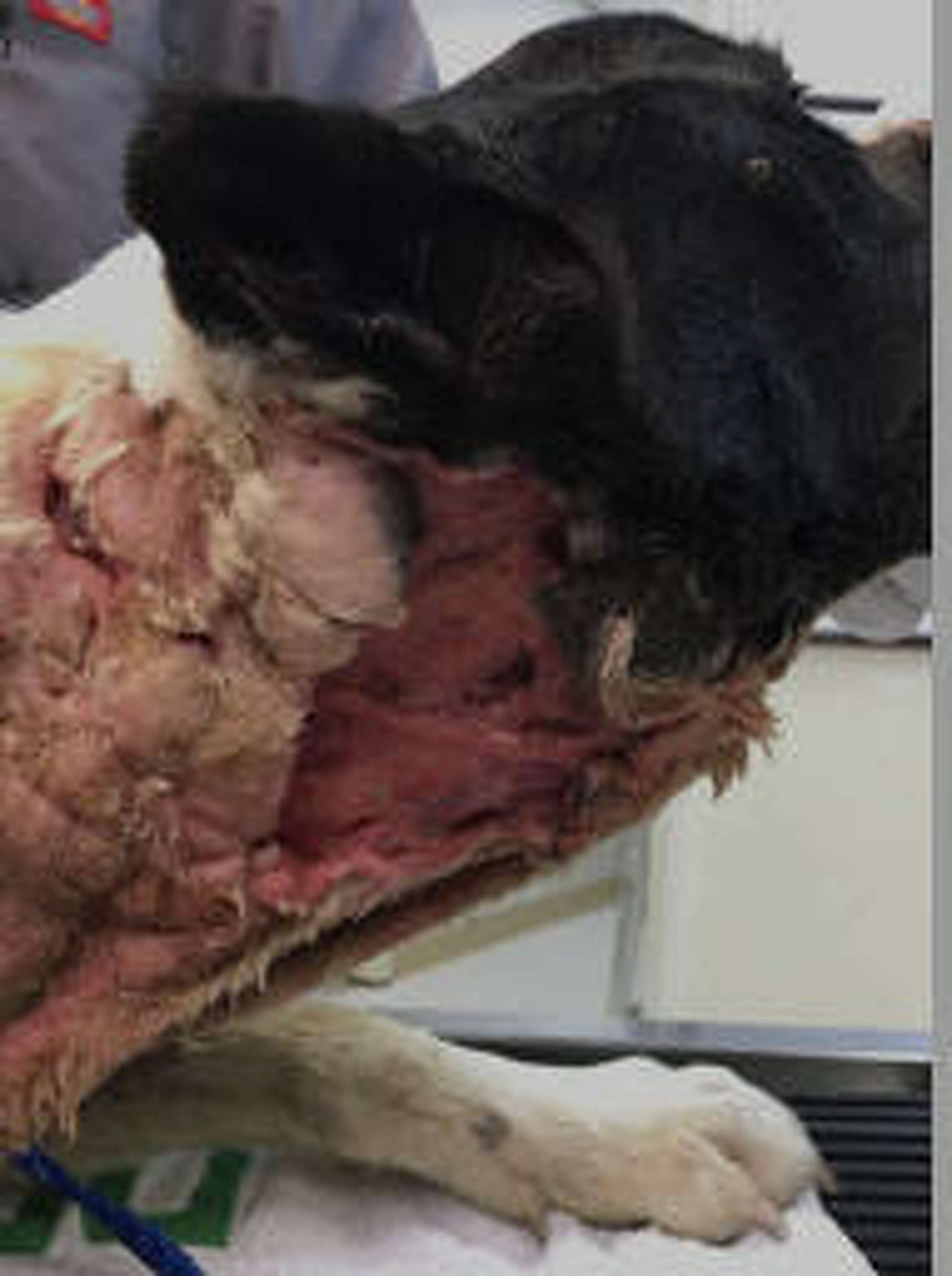 Video Dog thrown over fence at Tomball animal rescue shelter