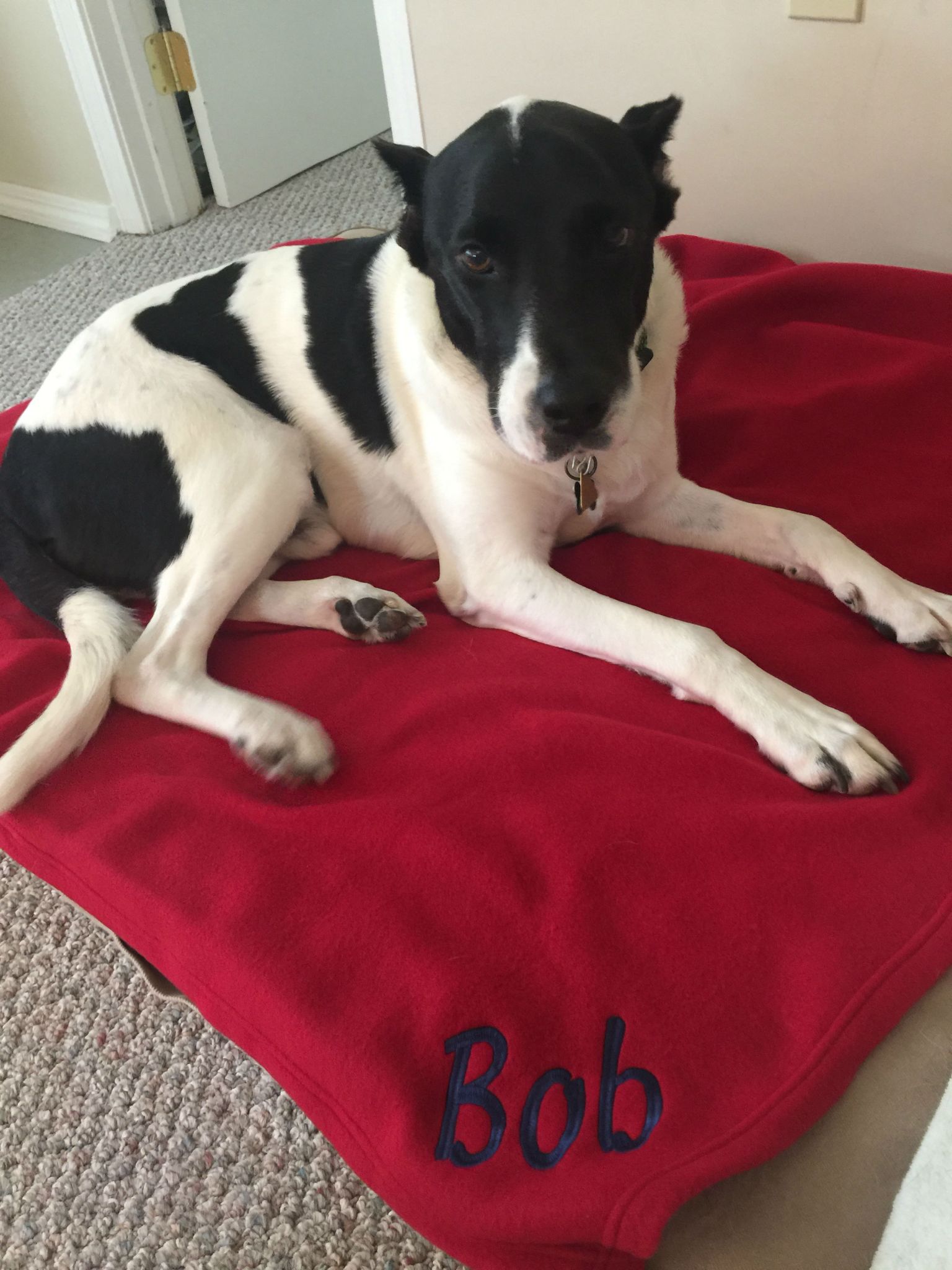 Bob From a Houston 'bait dog' to a Cape Cod beach, and other rescue tales